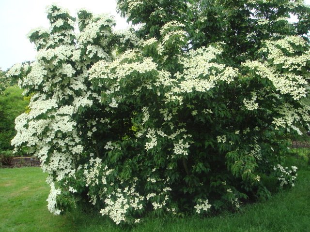 Cornus kousa P24